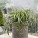 Carex  Ribbon Falls Cos 25 cm